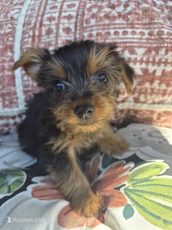 Milo – Yorkshire Terrier puppy for sale in Landisburg, PA