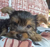 Ella  , a female Yorkshire Terrier for sale in Landisburg, PA – 2 of 3