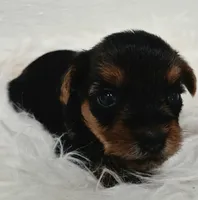 Milo, a male Yorkshire Terrier for sale in Landisburg, PA – 4 of 5