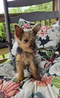 Lilly, a female Yorkshire Terrier for sale in Landisburg, PA – 8 of 10