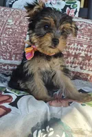 Chloe , a female Yorkshire Terrier for sale in Landisburg, PA – 2 of 5