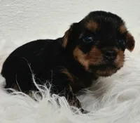 Milo, a male Yorkshire Terrier for sale in Landisburg, PA – 5 of 5