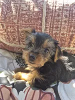 Milo, a male Yorkshire Terrier for sale in Landisburg, PA – 3 of 4