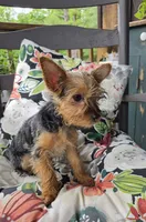 Lilly, a female Yorkshire Terrier for sale in Landisburg, PA – 2 of 10