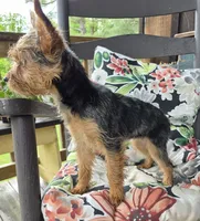Lilly, a female Yorkshire Terrier for sale in Landisburg, PA – 6 of 10