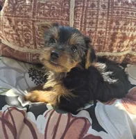 Milo, a male Yorkshire Terrier for sale in Landisburg, PA – 4 of 4