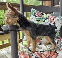 Lilly, a female Yorkshire Terrier for sale in Landisburg, PA – 3 of 10