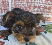  Mia, a female Yorkshire Terrier for sale in Landisburg, PA – 2 of 3