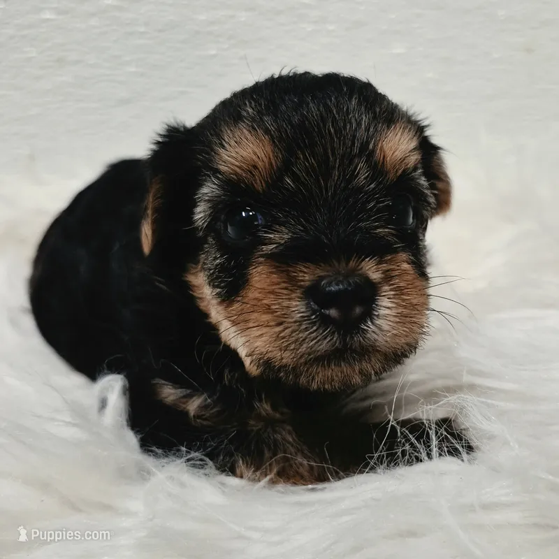 Ella   – Yorkshire Terrier puppy for sale in Landisburg, PA