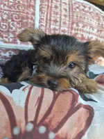 Ella  , a female Yorkshire Terrier for sale in Landisburg, PA – 3 of 3
