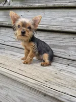 Poppy, a female Yorkshire Terrier for sale in Landisburg, PA – 3 of 5