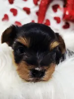 Poppy, a female Yorkshire Terrier for sale in Landisburg, PA – Photo 2 of 3