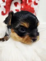 Poppy, a female Yorkshire Terrier for sale in Landisburg, PA – Photo 3 of 3