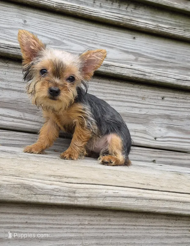 Poppy – Yorkshire Terrier puppy for sale in Landisburg, PA