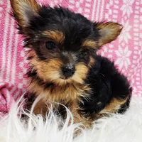 Poppy, a female Yorkshire Terrier for sale in Landisburg, PA – Photo 1 of 3