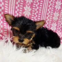 Poppy, a female Yorkshire Terrier for sale in Landisburg, PA – Photo 2 of 3