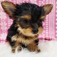 Poppy, a female Yorkshire Terrier for sale in Landisburg, PA – Photo 3 of 3