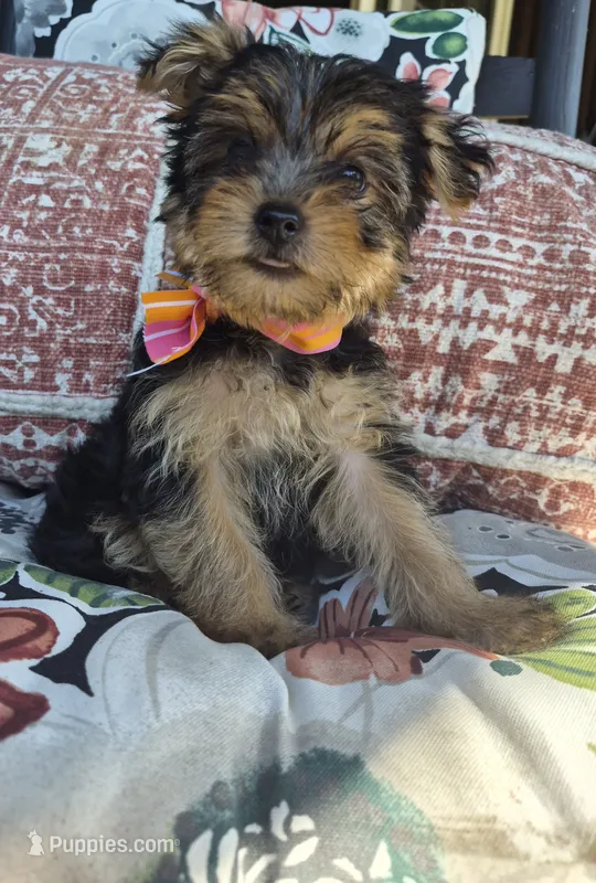 Chloe  – Yorkshire Terrier puppy for sale in Landisburg, PA
