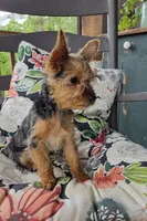 Lilly, a female Yorkshire Terrier for sale in Landisburg, PA – 7 of 10