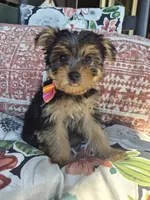 Chloe , a female Yorkshire Terrier for sale in Landisburg, PA – 4 of 5