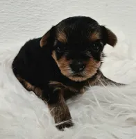  Mia, a female Yorkshire Terrier for sale in Landisburg, PA – 3 of 3
