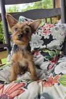 Lilly, a female Yorkshire Terrier for sale in Landisburg, PA – 4 of 10