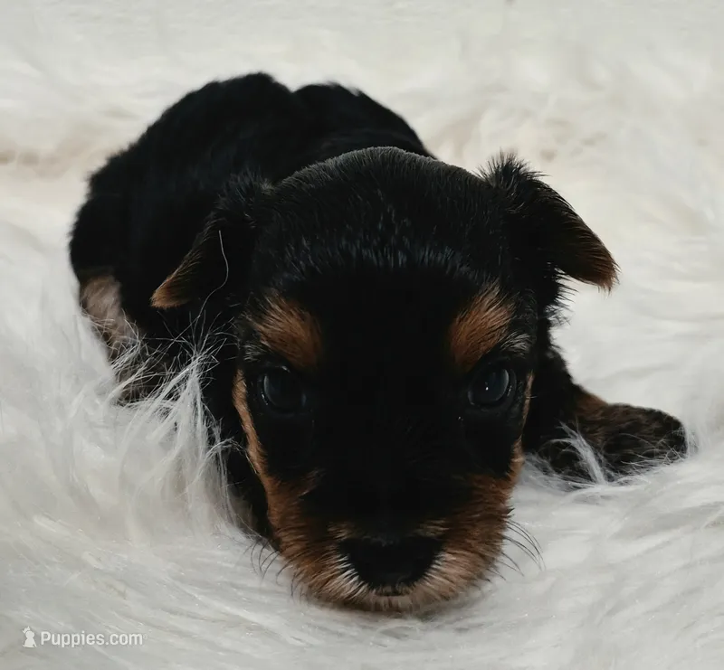 Chloe  – Yorkshire Terrier puppy for sale in Landisburg, PA