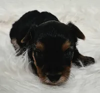 Chloe , a female Yorkshire Terrier for sale in Landisburg, PA – 1 of 4