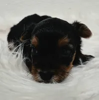 Chloe , a female Yorkshire Terrier for sale in Landisburg, PA – 3 of 4