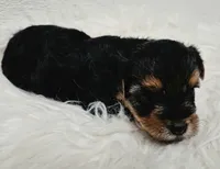 Ella  , a female Yorkshire Terrier for sale in Landisburg, PA – 2 of 4