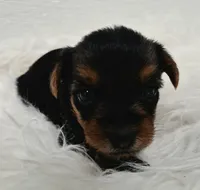 Milo, a male Yorkshire Terrier for sale in Landisburg, PA – 3 of 5