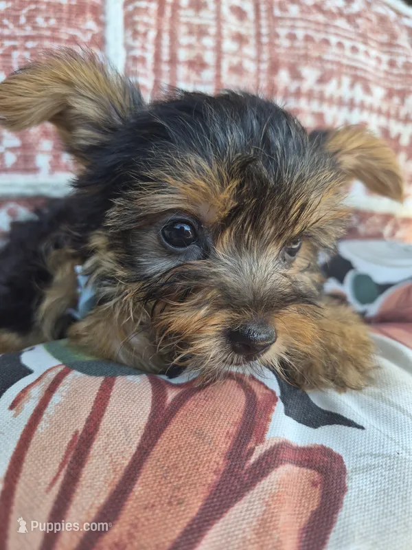 Ella   – Yorkshire Terrier puppy for sale in Landisburg, PA