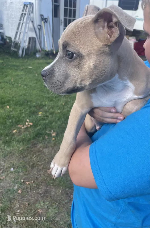 Remy – American Bully, American Pit Bull Terrier puppy for sale in Foley, MN