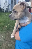 Remy, a male American Bully and American Pit Bull Terrier for sale in Foley, MN – 1 of 6