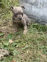 Boy 1, a male American Bully and American Pit Bull Terrier for sale in Foley, MN – 2 of 4