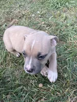 Boy 3 , a male American Bully and American Pit Bull Terrier for sale in Foley, MN – 1 of 7