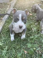 Faith, a female American Bully and American Pit Bull Terrier for sale in Foley, MN – 4 of 9