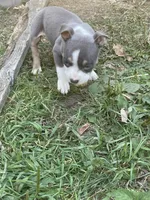 Faith, a female American Bully and American Pit Bull Terrier for sale in Foley, MN – 5 of 9