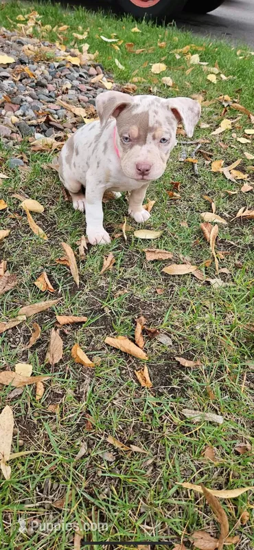 Karma – American Bully puppy for sale in Foley, MN