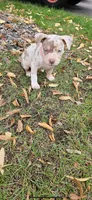 Karma, a female American Bully for sale in Foley, MN – 1 of 6
