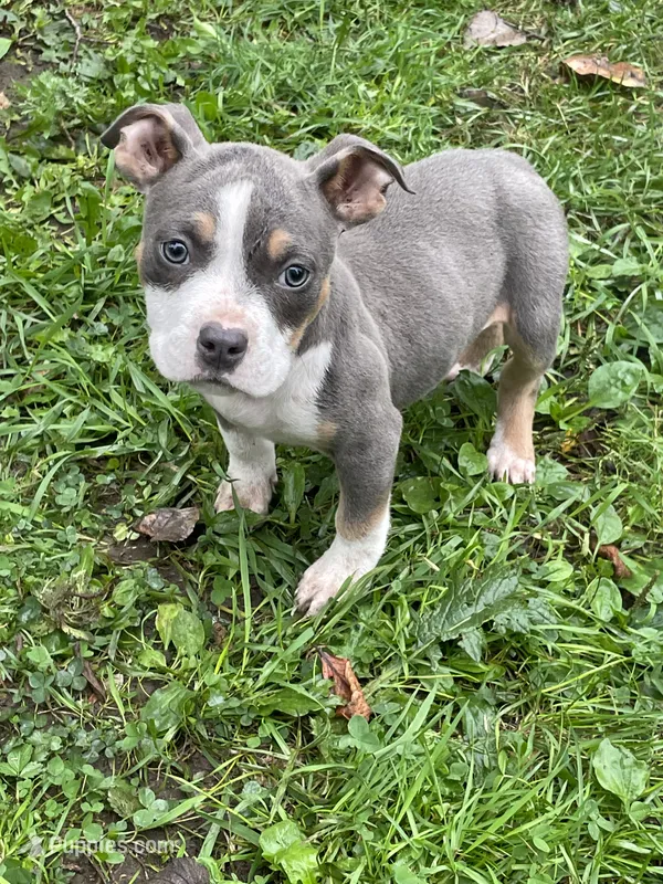 Faith – American Bully, American Pit Bull Terrier puppy for sale in Foley, MN