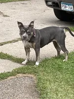 Faith, a female American Bully and American Pit Bull Terrier for sale in Foley, MN – 8 of 9