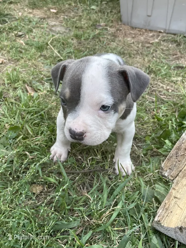 Boy 2 – American Bully, American Pit Bull Terrier puppy for sale in Foley, MN