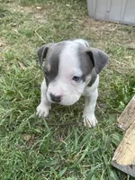 Boy 2, a male American Bully and American Pit Bull Terrier for sale in Foley, MN – 1 of 4