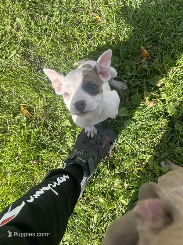 Peanut – American Bully, American Pit Bull Terrier puppy for sale in Foley, MN