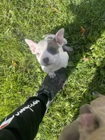 Peanut, a female American Bully and American Pit Bull Terrier for sale in Foley, MN – 1 of 4