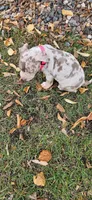 Karma, a female American Bully for sale in Foley, MN – 3 of 6