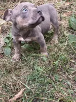 Boy 1, a male American Bully and American Pit Bull Terrier for sale in Foley, MN – 3 of 4