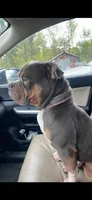 Faith, a female American Bully and American Pit Bull Terrier for sale in Foley, MN – 9 of 9