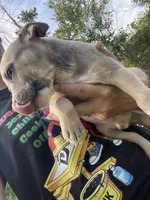 Genuine, a male American Bully and American Pit Bull Terrier for sale in Foley, MN – 3 of 6